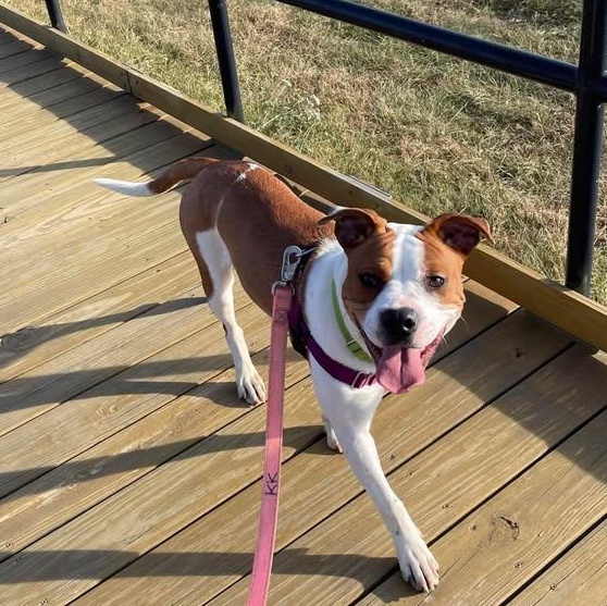 Boba, a Adopted mixed breed in West Lafayette, IN image 1/6