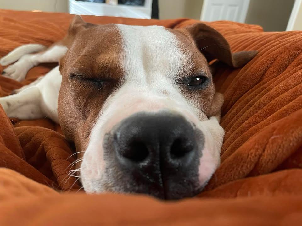 Boba, a Adopted mixed breed in West Lafayette, IN image 6/6