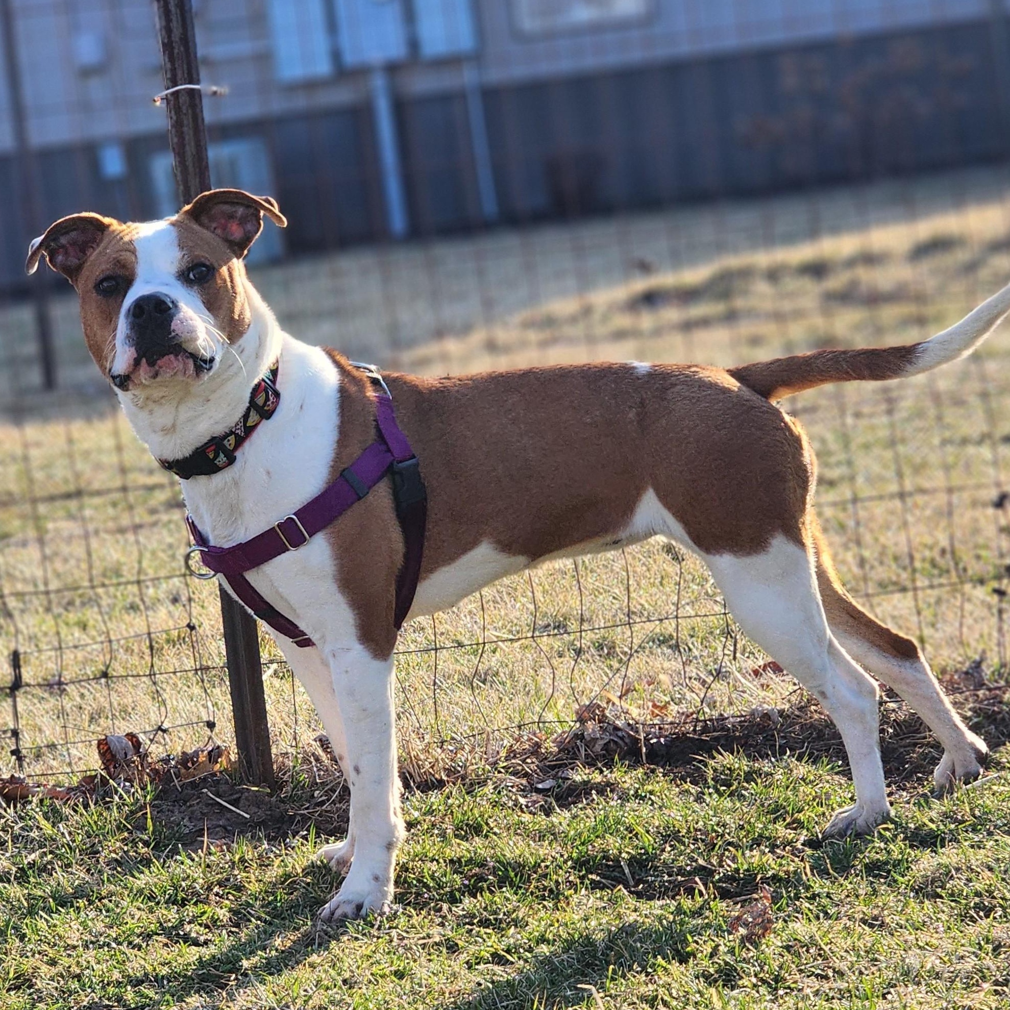Boba, a Adopted mixed breed in West Lafayette, IN image 3/6