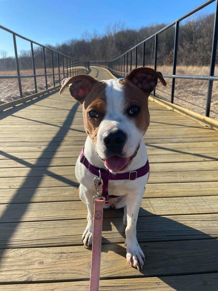 Boba, a Adopted mixed breed in West Lafayette, IN image 2/6