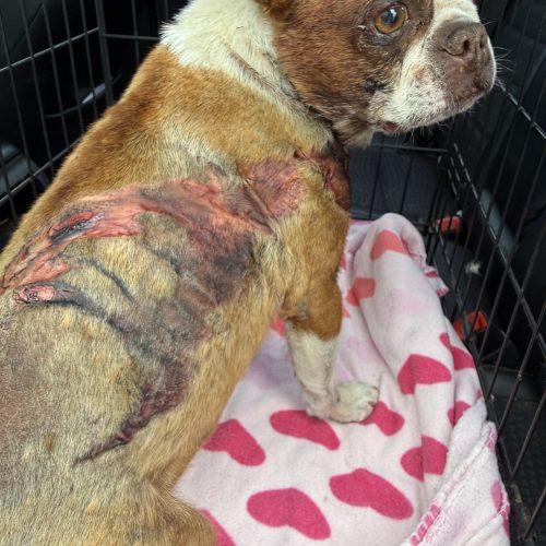 Henry, Adoptable, Adult Male Boston Terrier.
