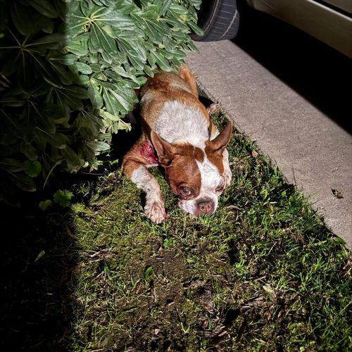 Enlarge Henry, a Adoptable Boston Terrier in Visalia, CA image 2/4