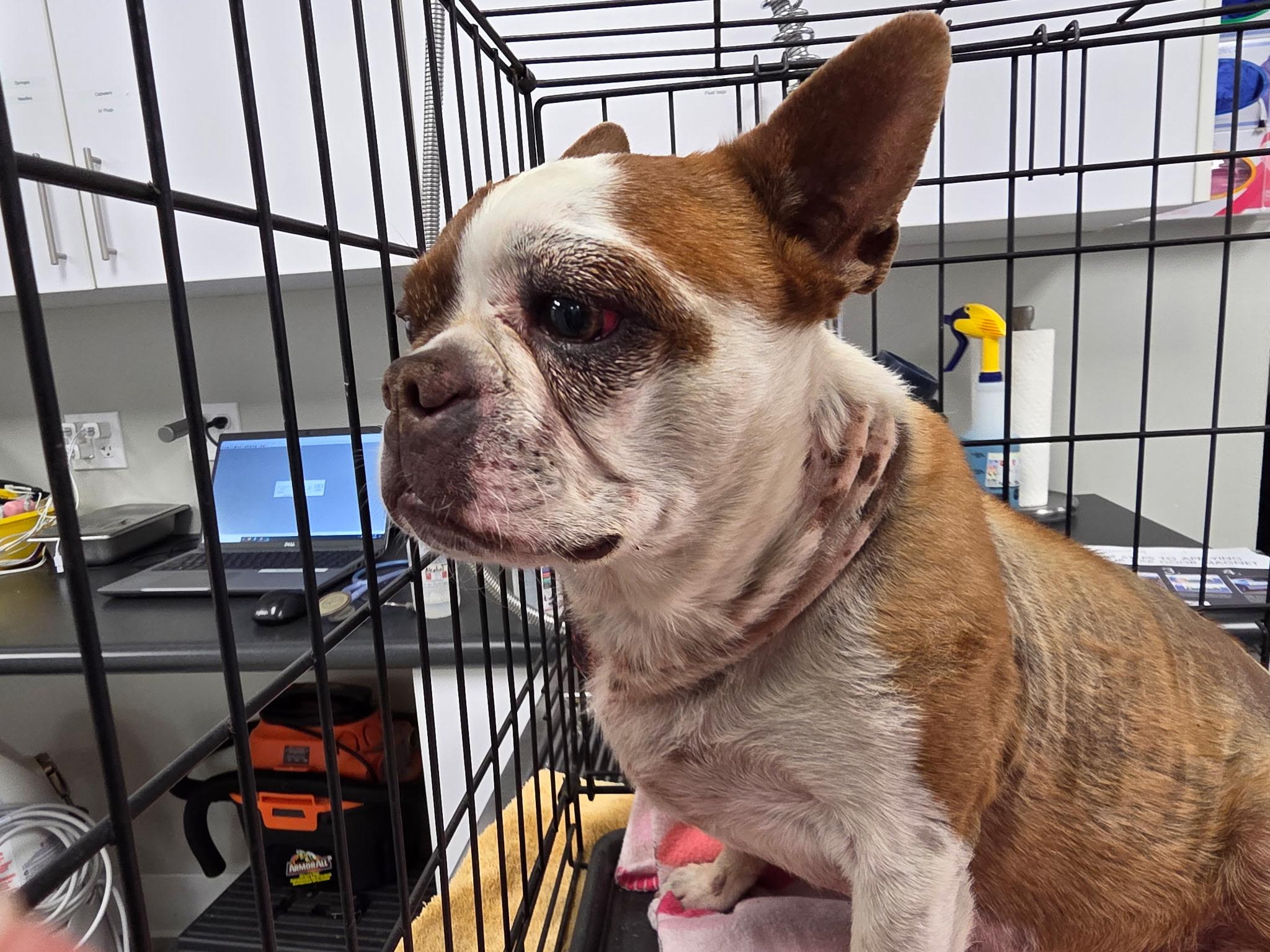 Henry, a Adoptable Boston Terrier in Visalia, CA image 3/4