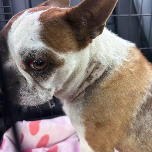 Enlarge Henry, a Adoptable Boston Terrier in Visalia, CA image 4/4