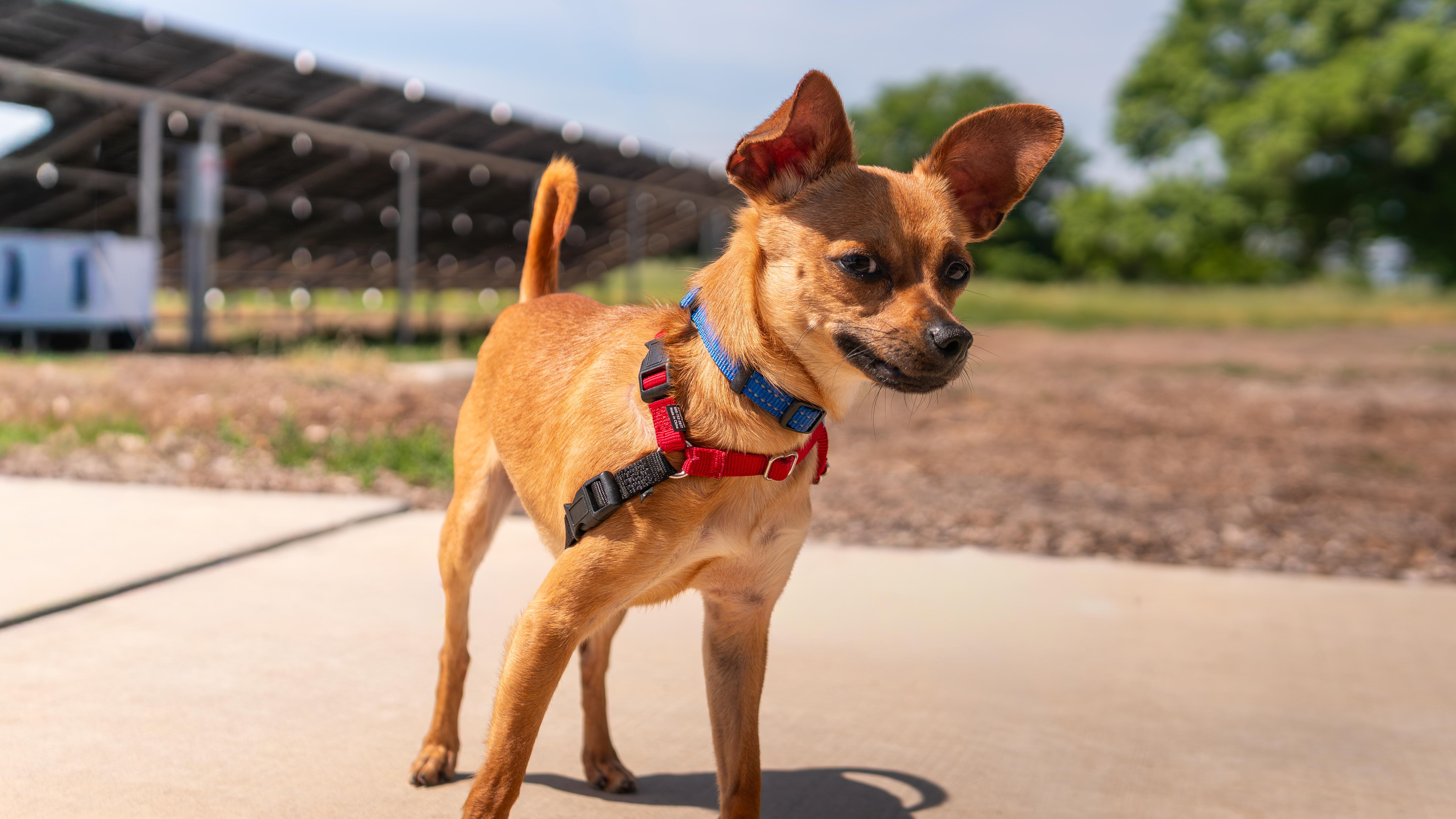 Sherlock, Adoptable, Young Male Chihuahua.