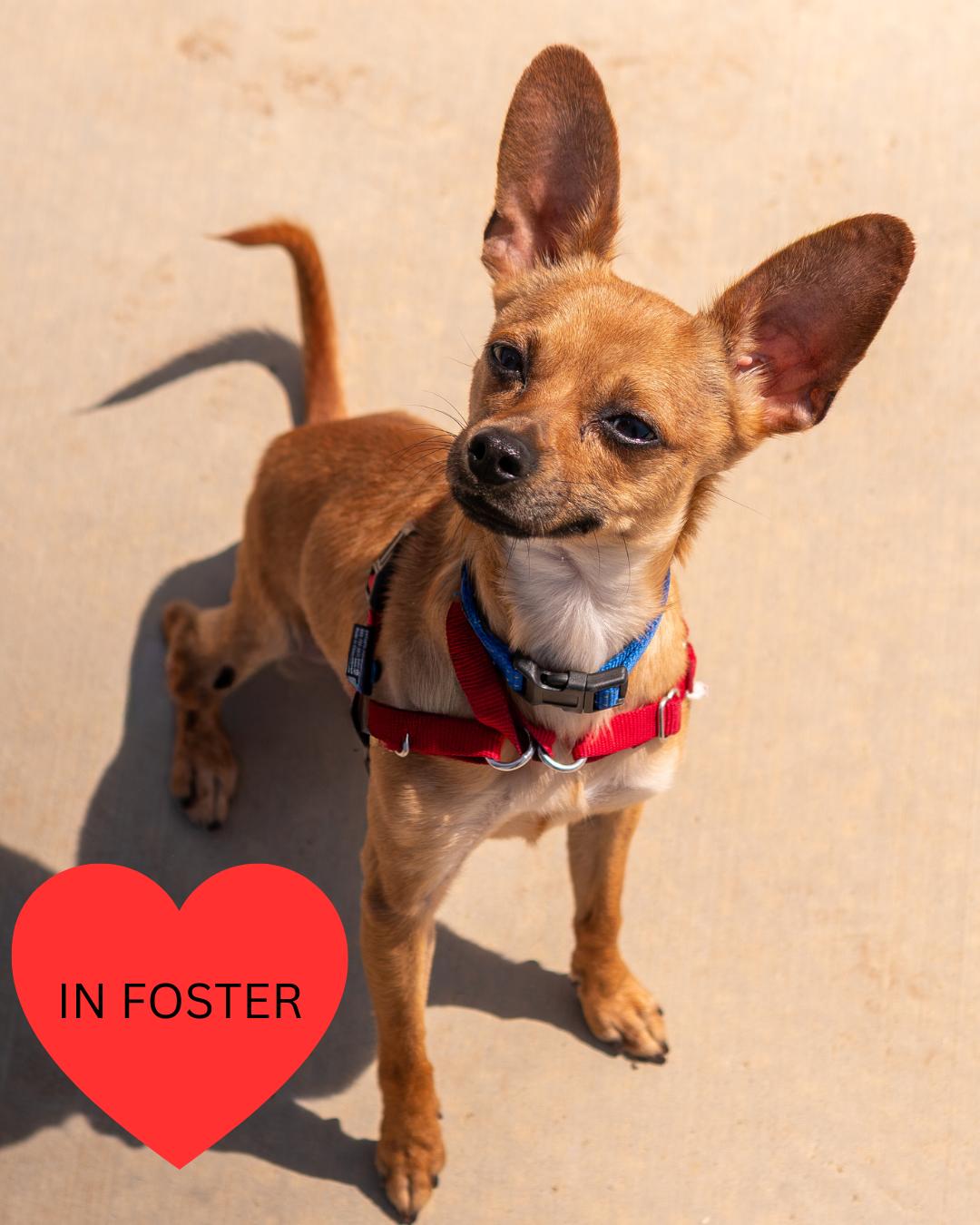 Enlarge Sherlock, a Adoptable mixed breed in Chico, CA image 2/6