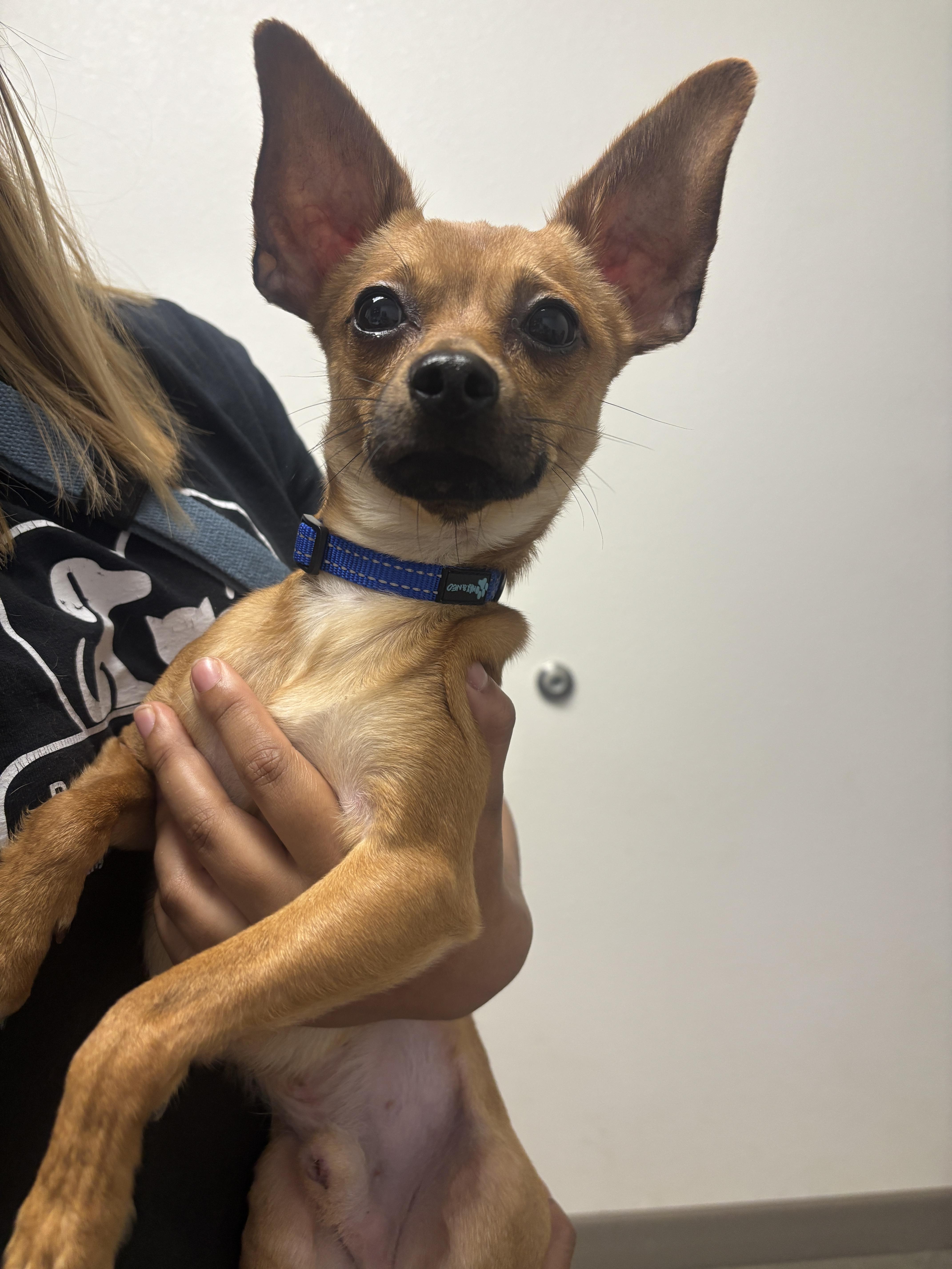 Sherlock, Adoptable, Young Male Chihuahua.