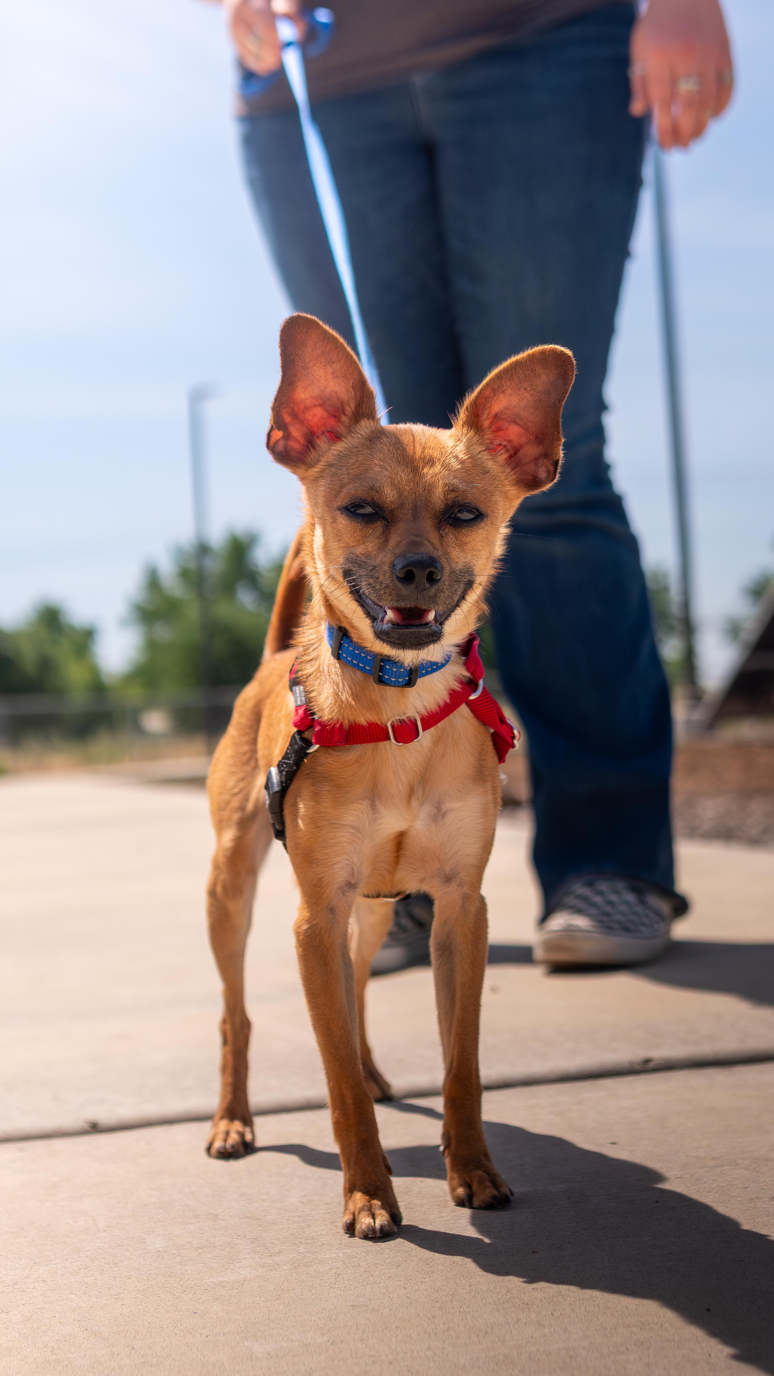Enlarge Sherlock, a Adoptable mixed breed in Chico, CA image 4/6