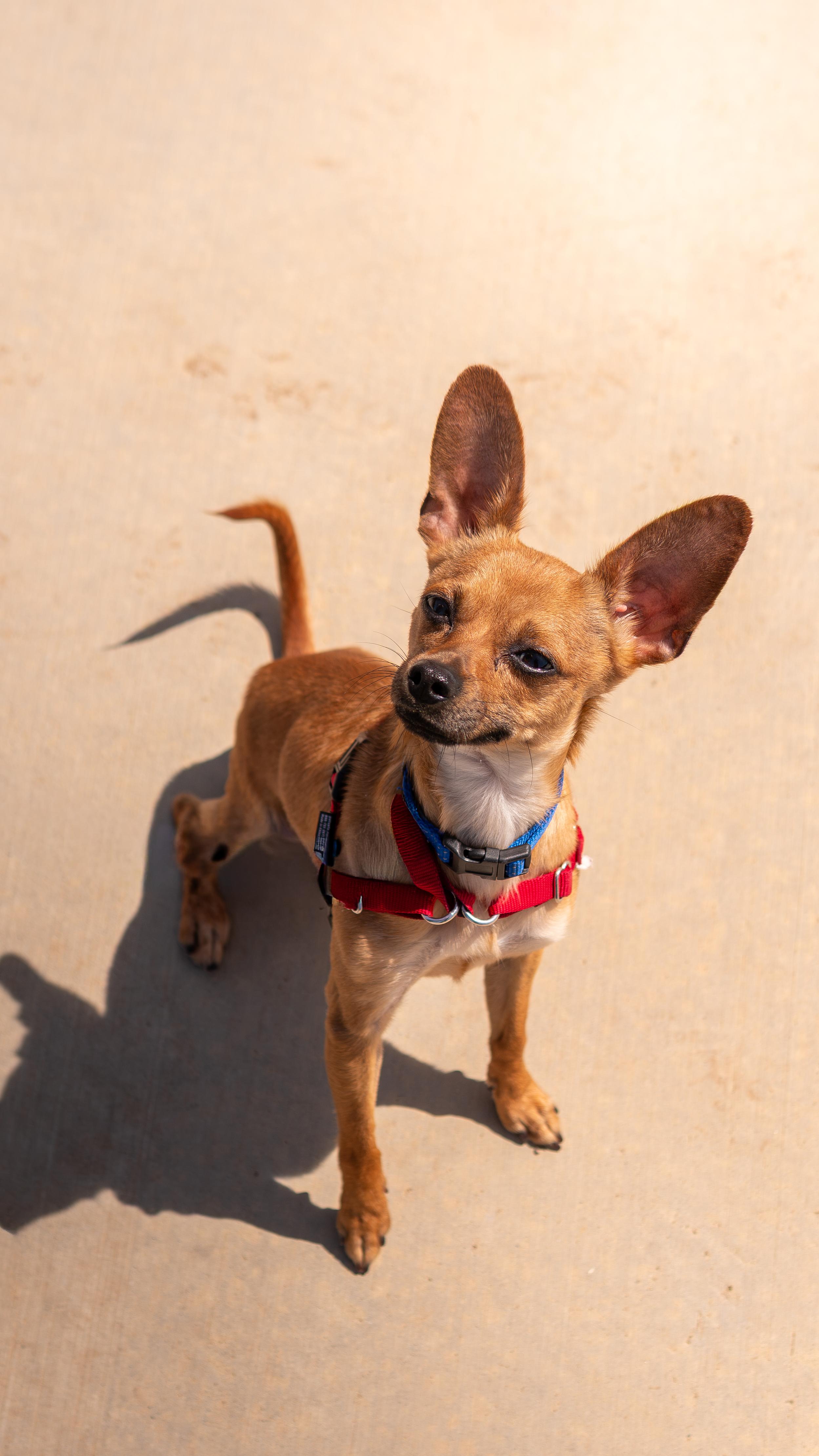 Enlarge Sherlock, a Adoptable mixed breed in Chico, CA image 5/6