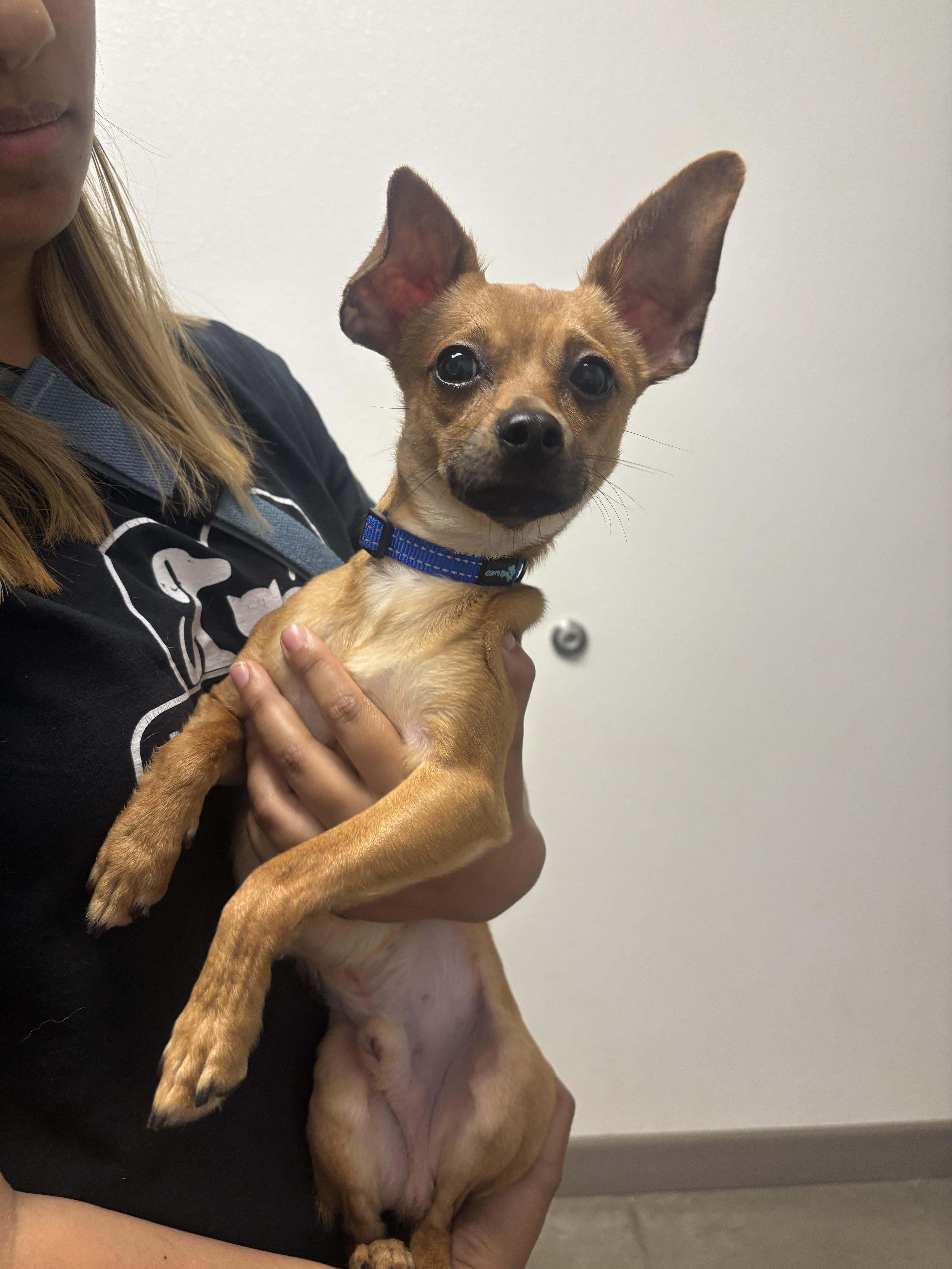 Enlarge Sherlock, a Adoptable mixed breed in Chico, CA image 2/2