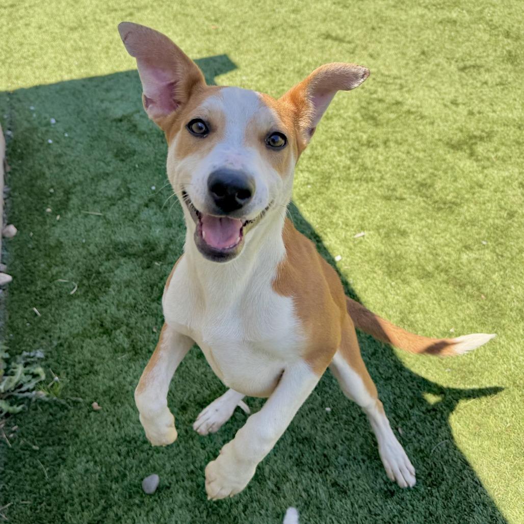 Enlarge Hippo, a Adoptable Mixed Breed in Fredericksburg, TX image 1/6