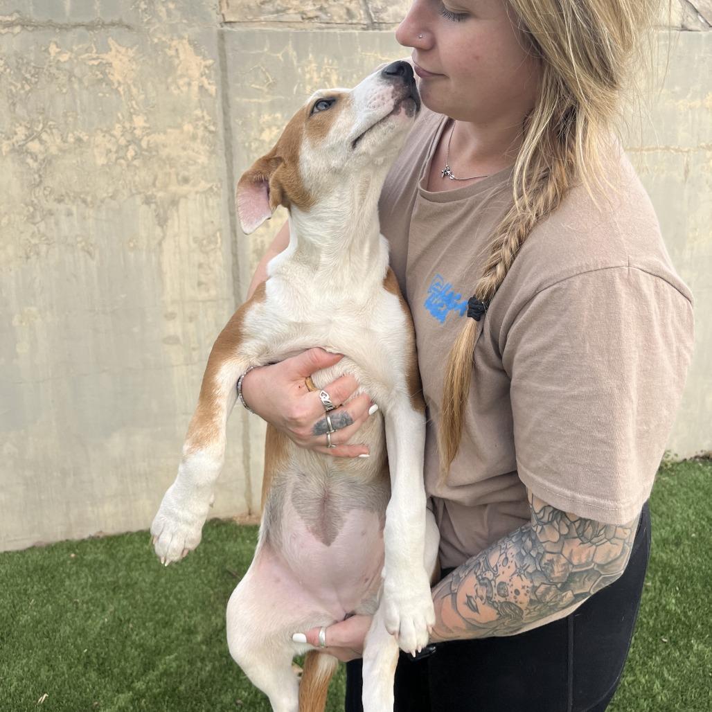 Enlarge Hippo, a Adoptable Mixed Breed in Fredericksburg, TX image 2/6