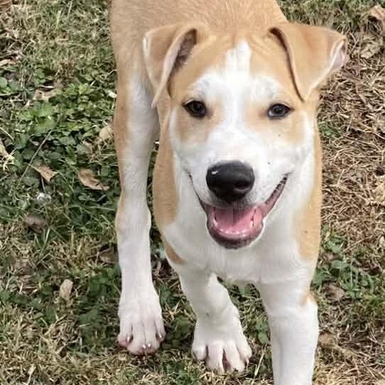 Enlarge Hippo, a Adoptable Mixed Breed in Fredericksburg, TX image 3/6