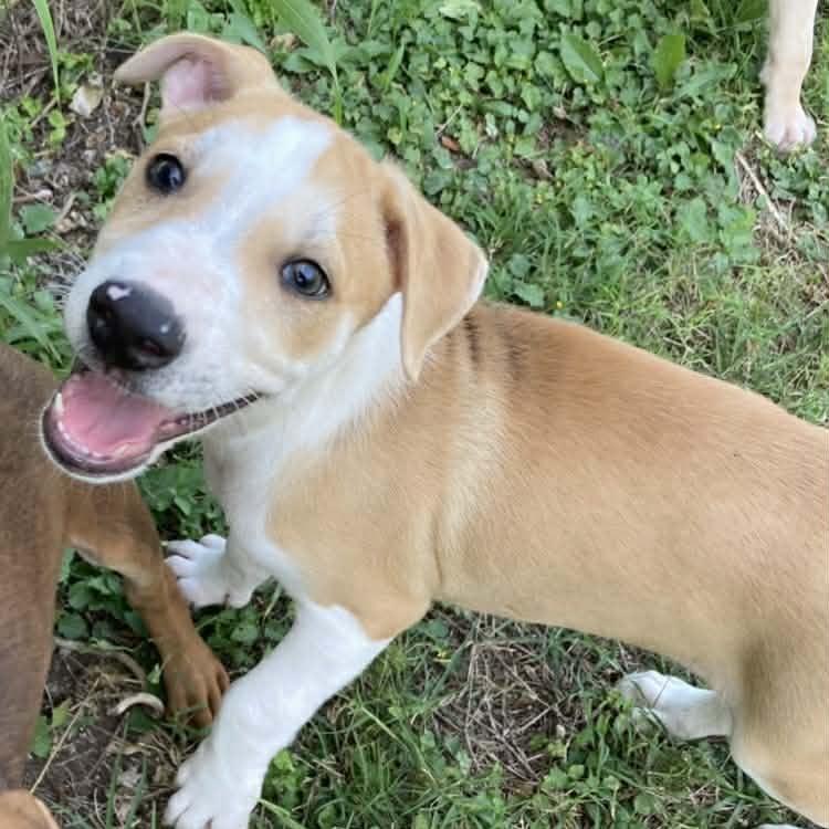 Enlarge Hippo, a Adoptable Mixed Breed in Fredericksburg, TX image 4/6