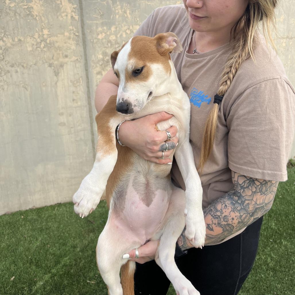 Enlarge Hippo, a Adoptable Mixed Breed in Fredericksburg, TX image 5/6