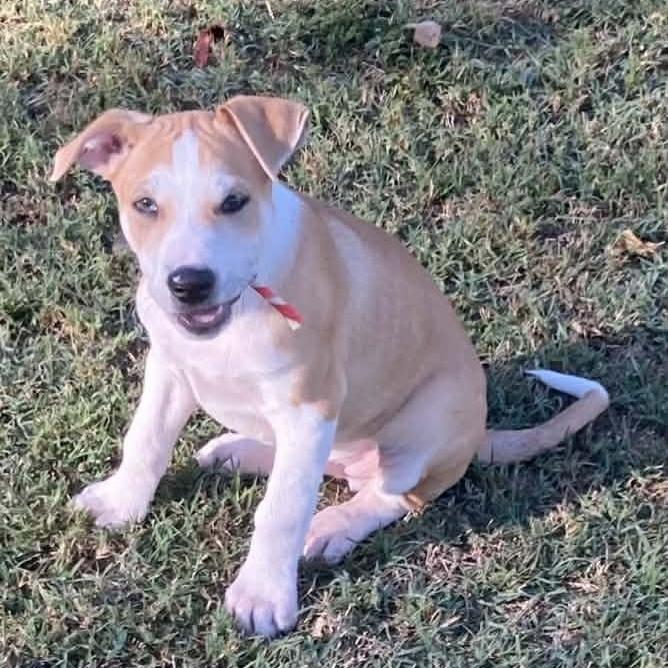 Enlarge Hippo, a Adoptable Mixed Breed in Fredericksburg, TX image 6/6