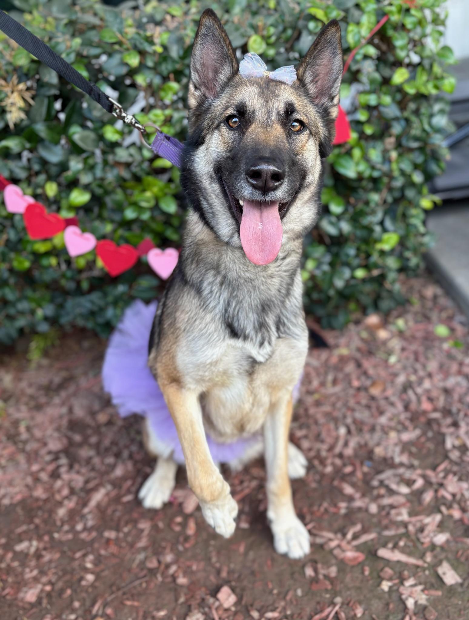 Megan, Adoptable, Young Female German Shepherd Dog & Belgian Shepherd / Malinois.