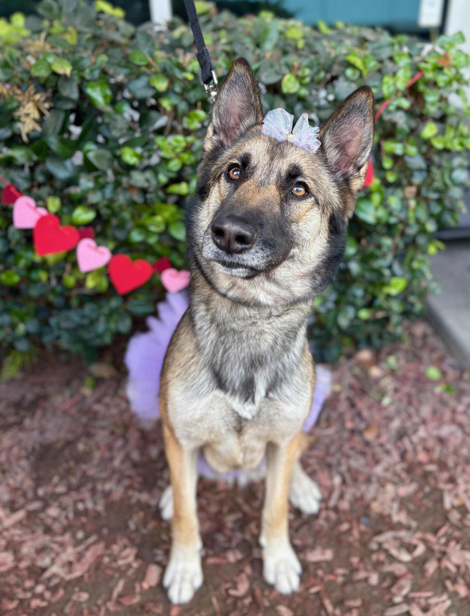 Megan, a Adoptable mixed breed in South El Monte, CA image 2/4