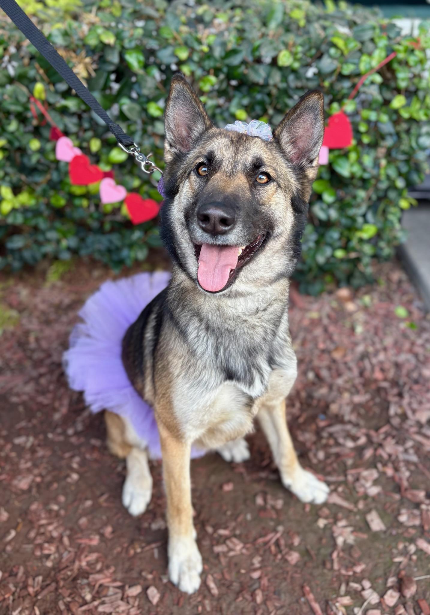 Megan, Adoptable, Young Female German Shepherd Dog & Belgian Shepherd / Malinois.