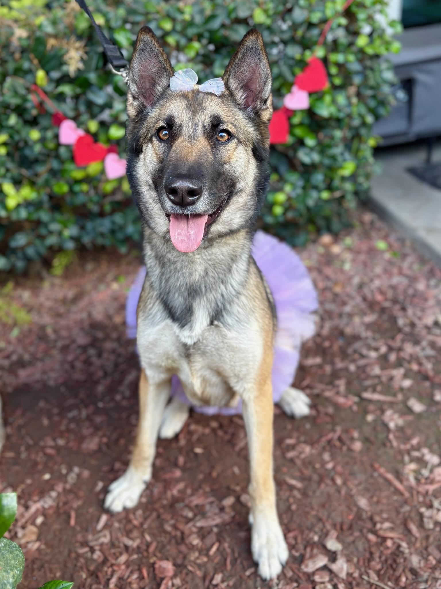 Megan, a Adoptable mixed breed in South El Monte, CA image 4/4