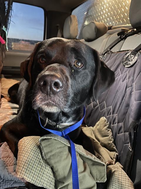 BEN, Adoptable, Adult Male Labrador Retriever & Mixed Breed.