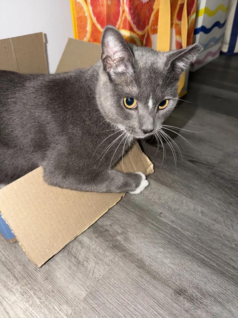 Oreo, an adoptable Domestic Short Hair in Weehawken, NJ image 6/6