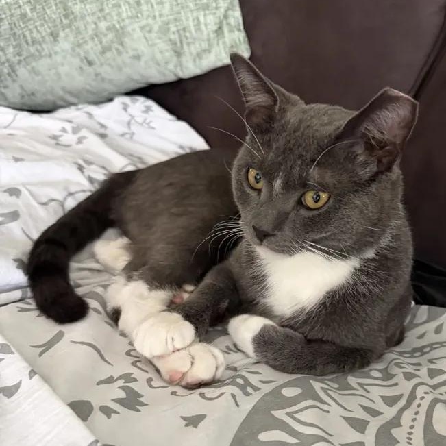 Oreo, an adoptable Domestic Short Hair in Weehawken, NJ image 1/6