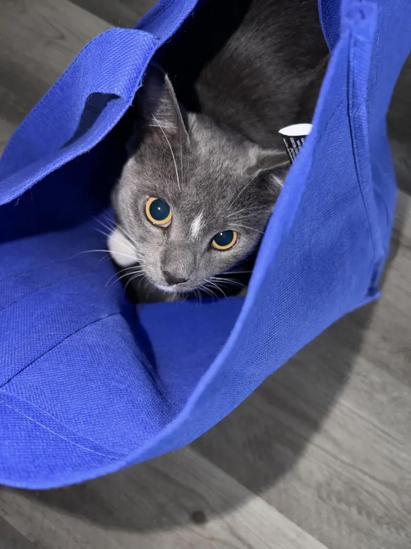 Oreo, an adoptable Domestic Short Hair in Weehawken, NJ image 2/6
