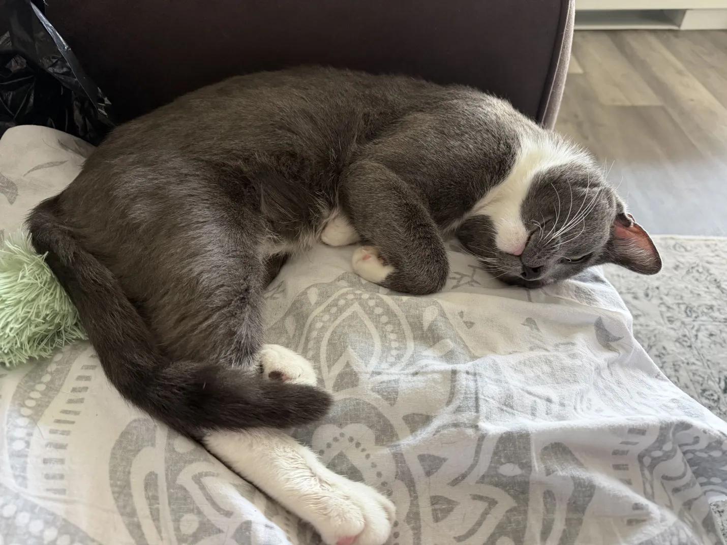 Oreo, an adoptable Domestic Short Hair in Weehawken, NJ image 4/6