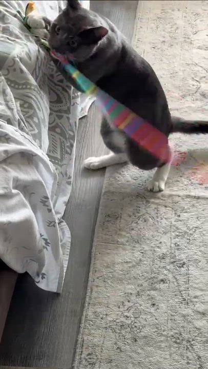 Enlarge Oreo, an adoptable Domestic Short Hair in Weehawken, NJ video 5/6