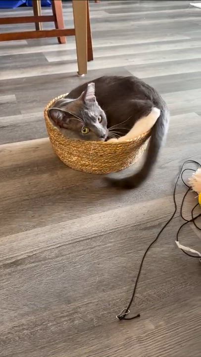 Enlarge Oreo, an adoptable Domestic Short Hair in Weehawken, NJ video 3/6