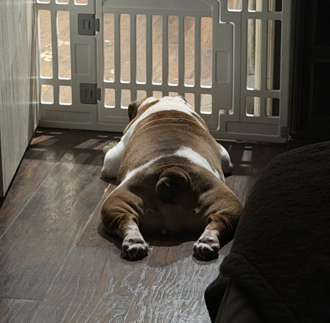 Enlarge Chubbs, a Adoptable English Bulldog in Dallas, TX image 4/6