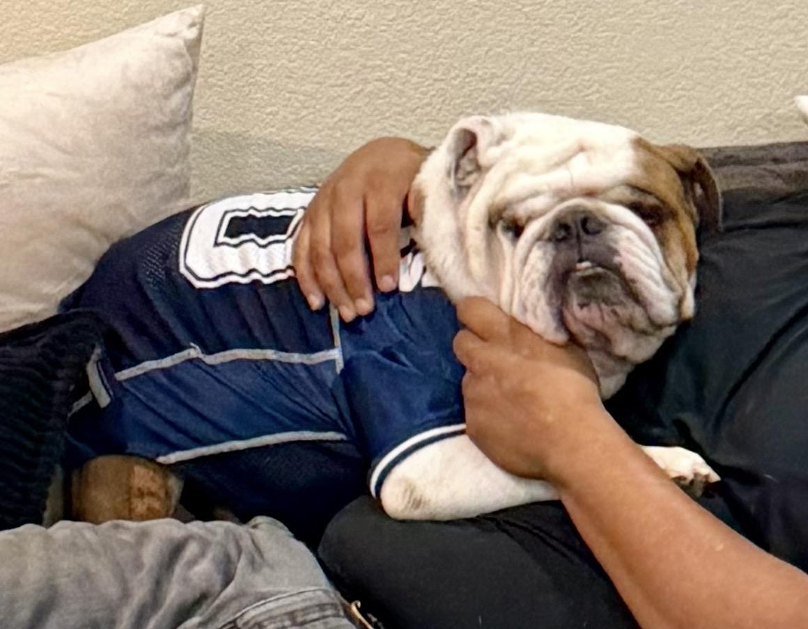 Chubbs, Adoptable, Adult Male English Bulldog.