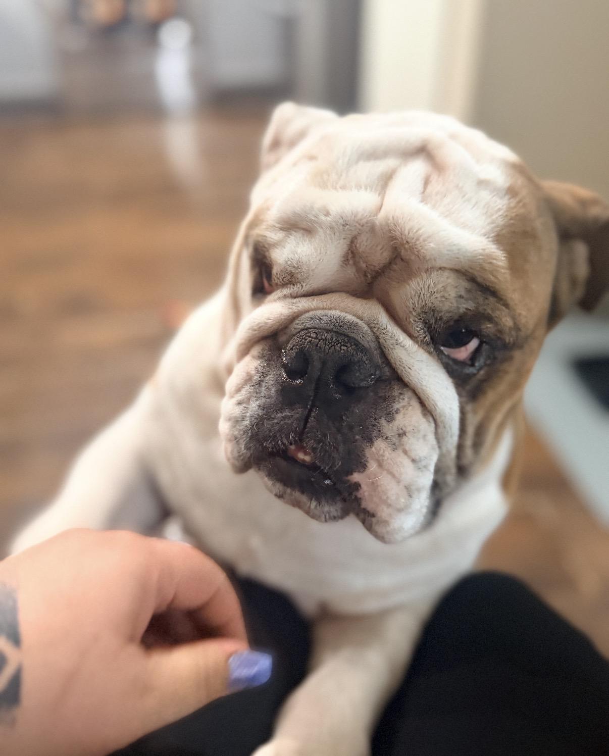 Enlarge Chubbs, a Adoptable English Bulldog in Dallas, TX image 6/6