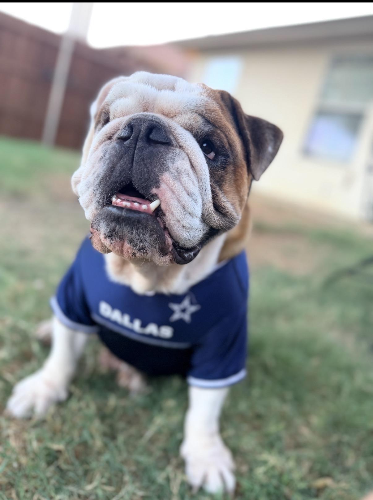 Enlarge Chubbs, a Adoptable English Bulldog in Dallas, TX image 5/6