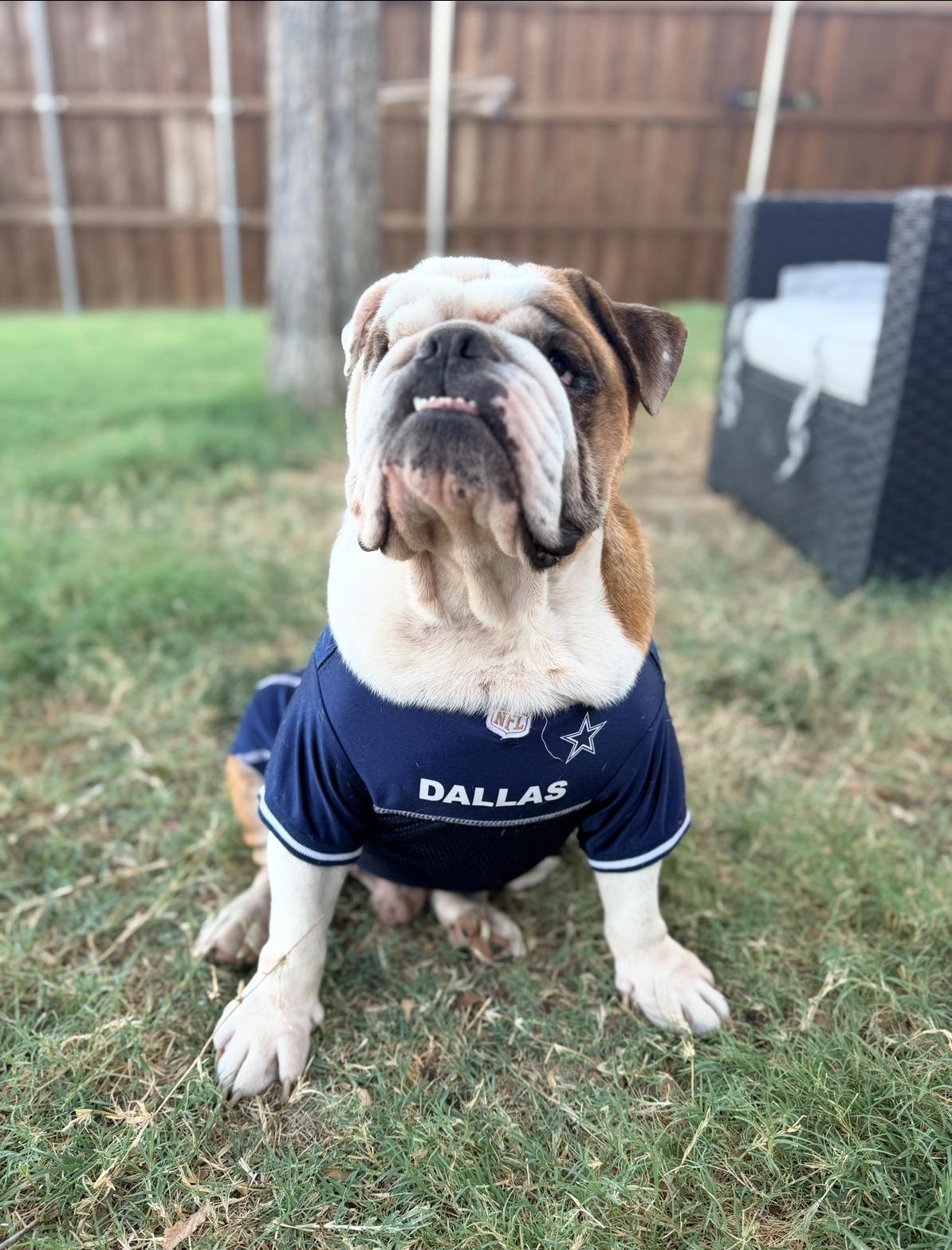 Enlarge Chubbs, a Adoptable English Bulldog in Dallas, TX image 3/6