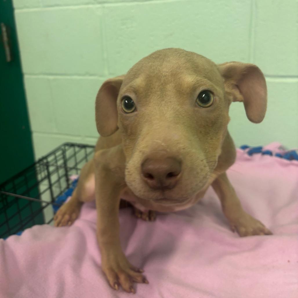 Spongebob, Adoptable, Puppy Male Mixed Breed.
