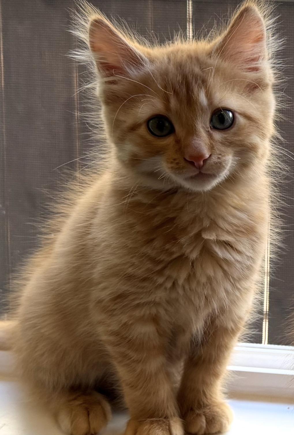 Enlarge Crocosmia (Bonded with Babiana), an adopted Domestic Short Hair in Redmond, WA image 2/3