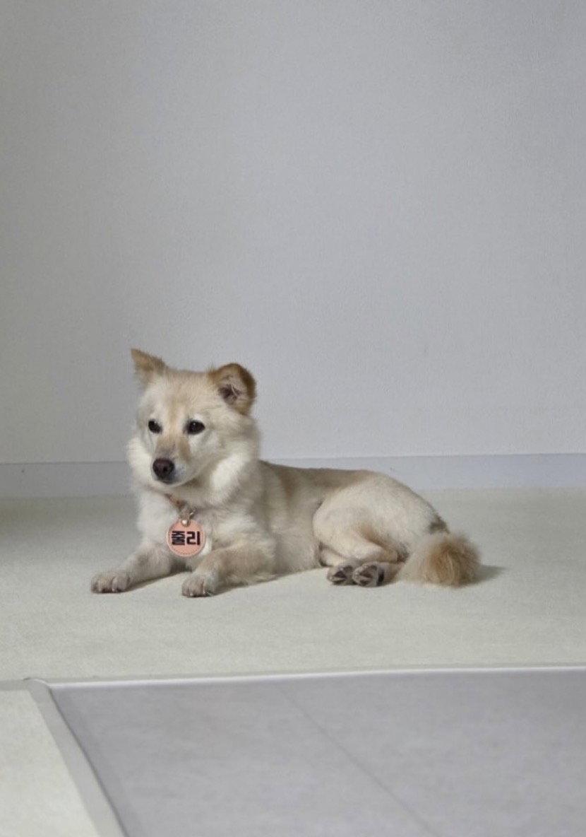 Enlarge JULIE, a Adopted mixed breed in Agoura Hills, CA image 1/2