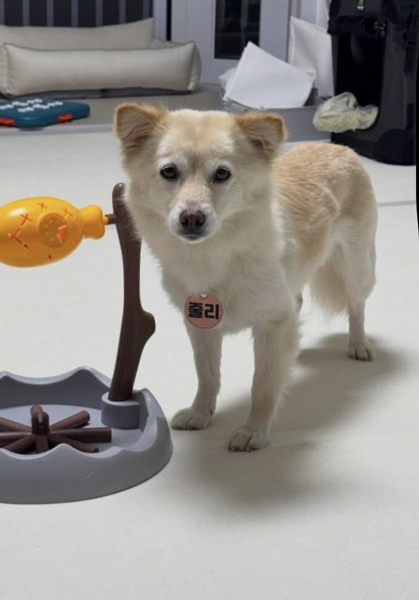 Enlarge JULIE, a Adopted mixed breed in Agoura Hills, CA image 2/2