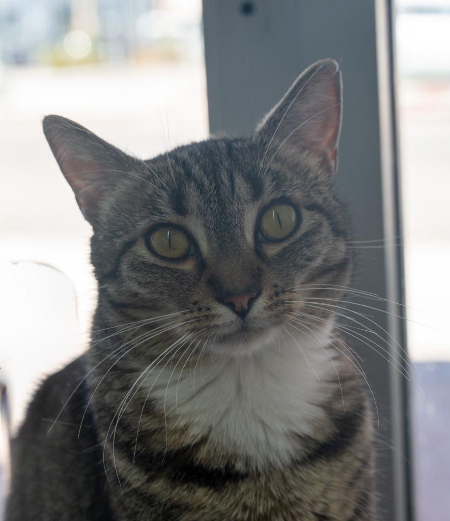 Enlarge Maisie, a Adoptable mixed breed in San Pedro, CA image 2/6