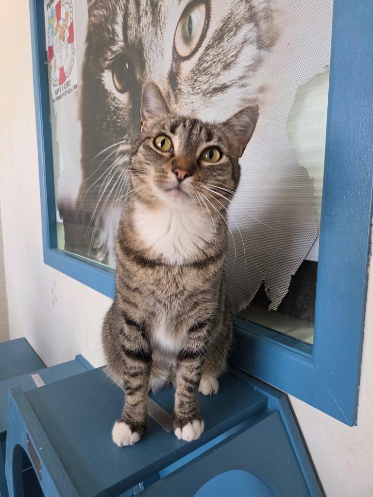 Enlarge Maisie, a Adoptable mixed breed in San Pedro, CA image 4/6