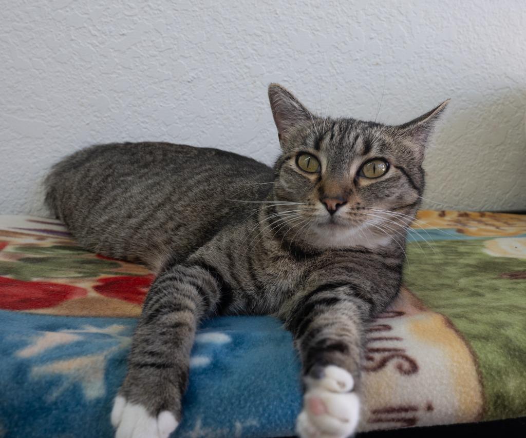 Enlarge Maisie, a Adoptable mixed breed in San Pedro, CA image 5/6