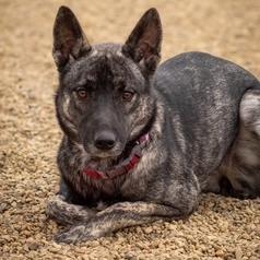 Kacchon, Adoptable, Young Female Dutch Shepherd & Husky.