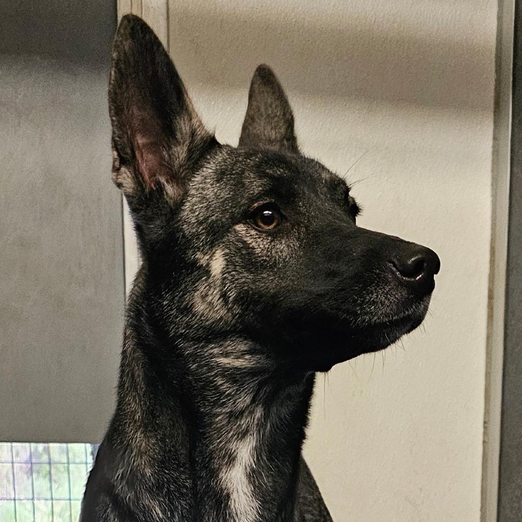 Enlarge Kacchon, a Adoptable mixed breed in Grinnell, IA image 2/2