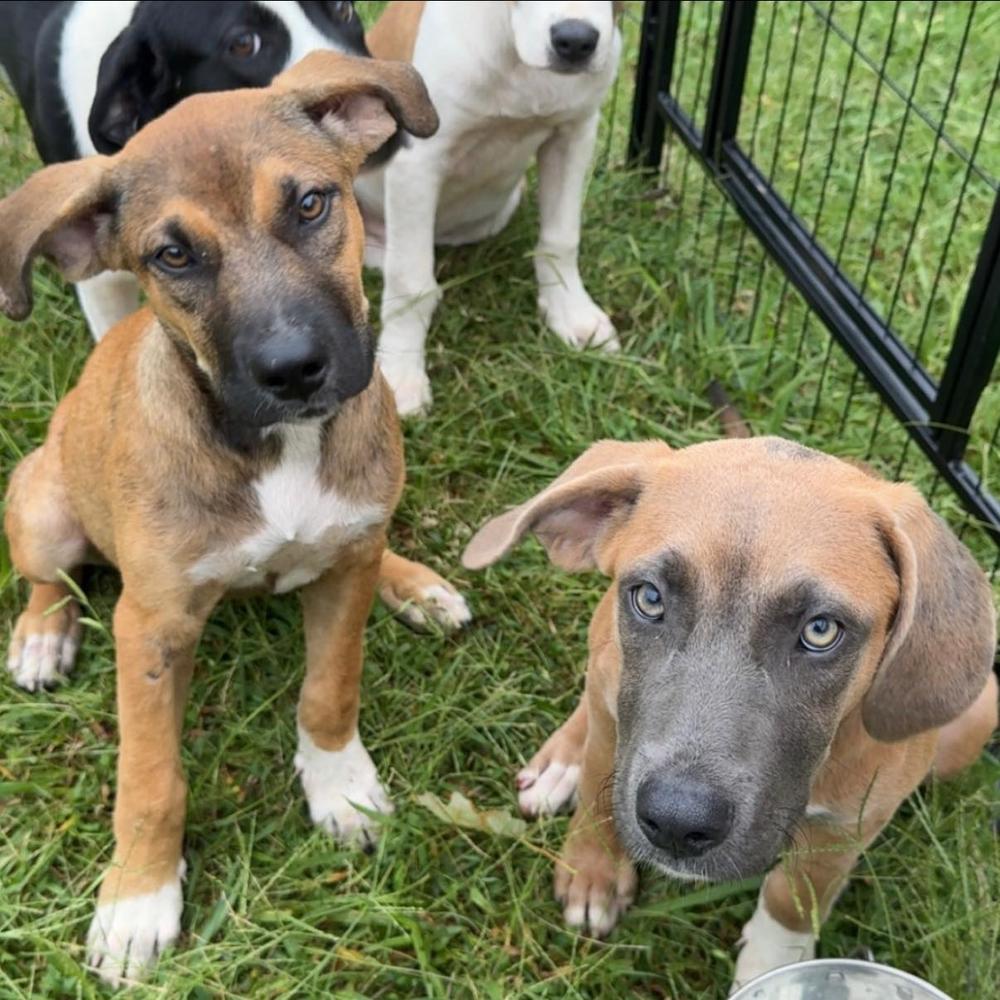 Enlarge Shania, a Adoptable mixed breed in TULSA, OK image 1/2