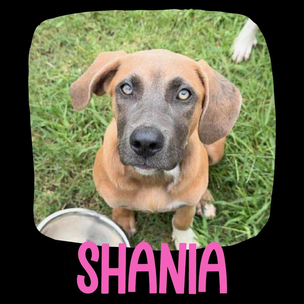 Enlarge Shania, a Adoptable mixed breed in TULSA, OK image 2/2