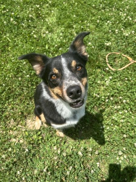 Enlarge Atlas, a Adoptable mixed breed in Osage Beach, MO image 1/1