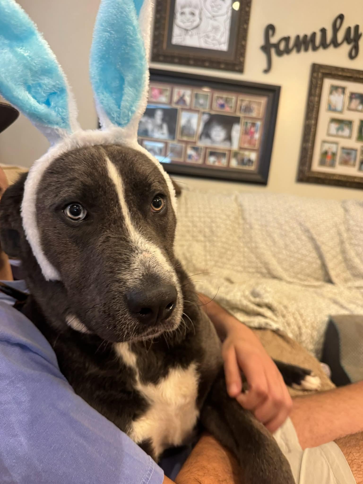 CJ, adopted, Young Male Mixed Breed.