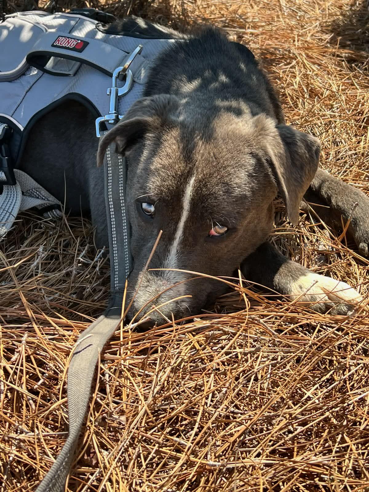 Enlarge CJ, an adopted Mixed Breed in Wilkesboro, NC image 3/4